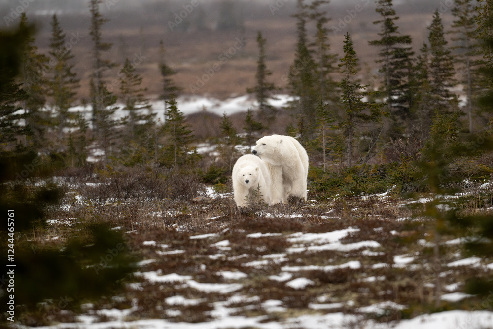 Polar bear sow and cub walking over partially snow covered ground