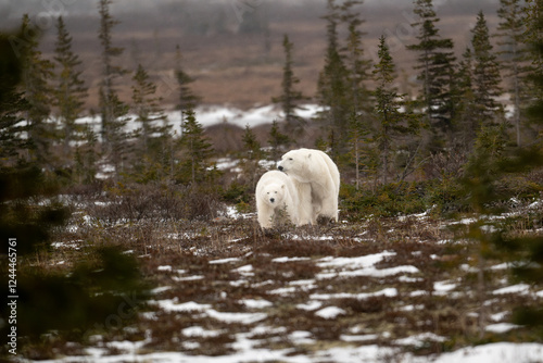 Obraz na płótnie Polar bear sow and cub walking over partially snow covered ground w salonie