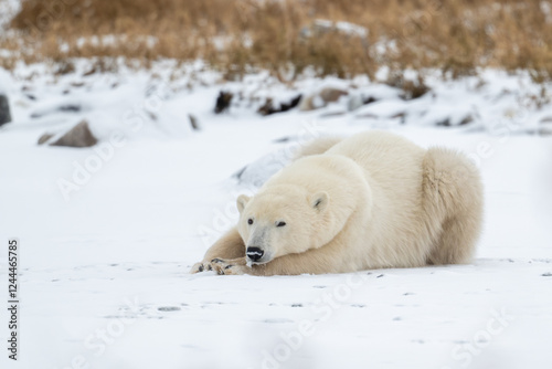 Polar bear resting on snow covered ground