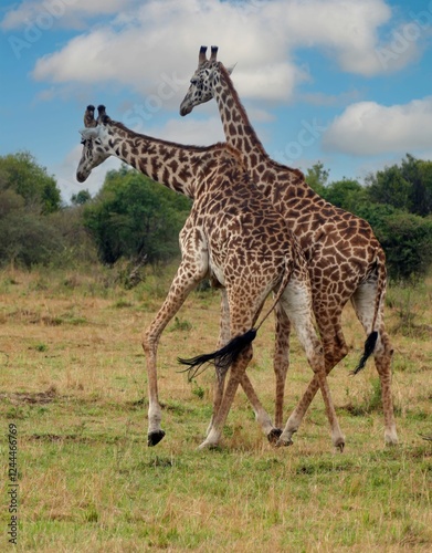 Two giraffes walking on grassland in maasai mara national reserve