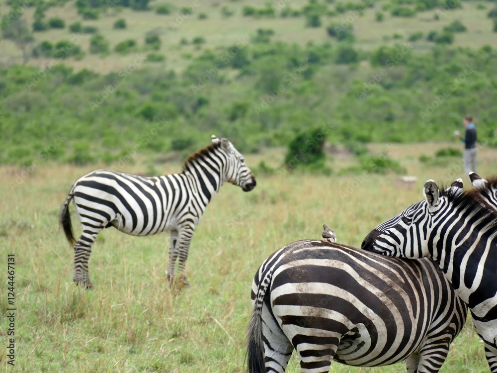 Fototapeta premium Zebras grazing in african savanna with oxpecker bird on back