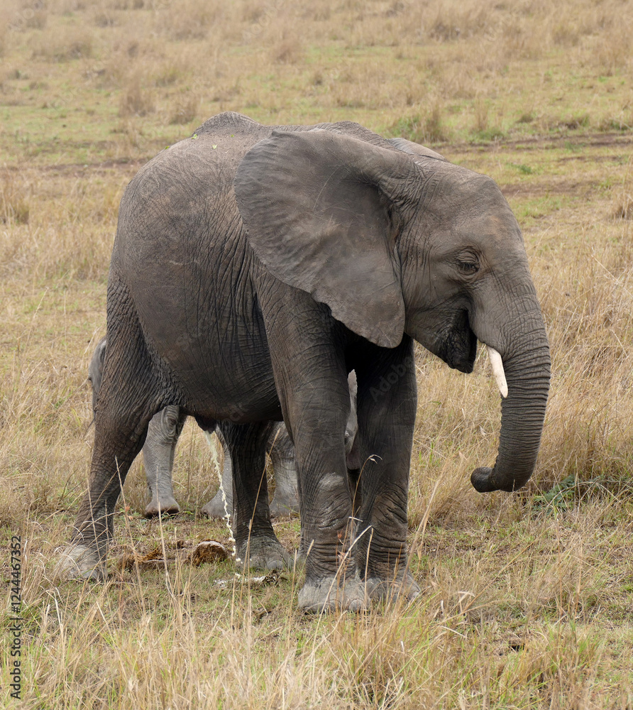 Young elephant walking in the african savanna Young elephant walking in the african savanna