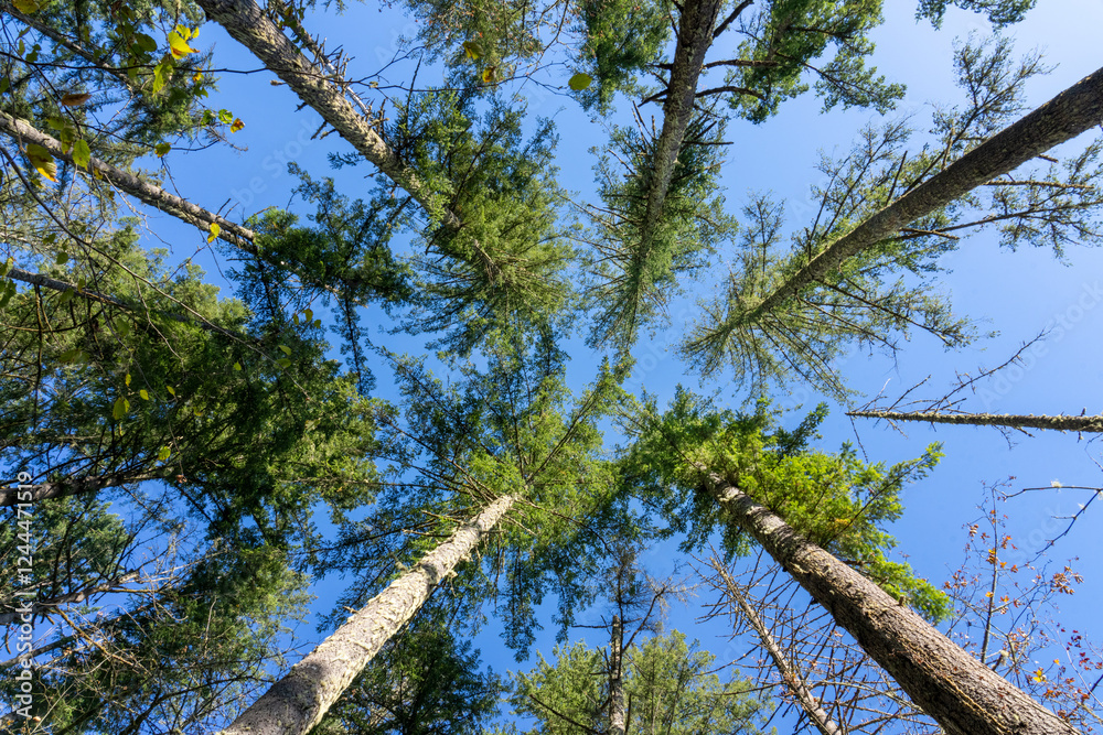 Fototapeta premium May Valley County Park, Issaquah, Washington State, USA. Looking up at Douglas fir trees.