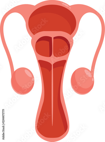 Anatomical illustration of the female reproductive organs, highlighting uterus, fallopian tubes, and ovaries for educational purposes