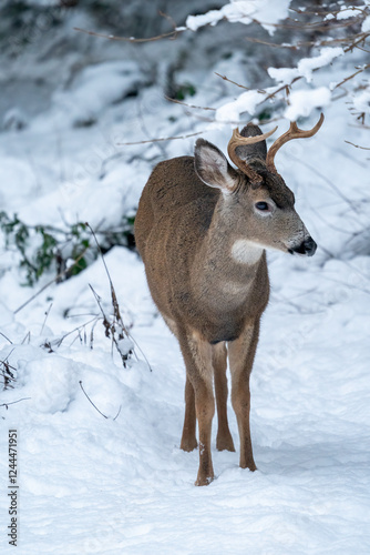 Wallpaper Mural Issaquah, Washington State, USA. Young mule deer buck in snow. Torontodigital.ca