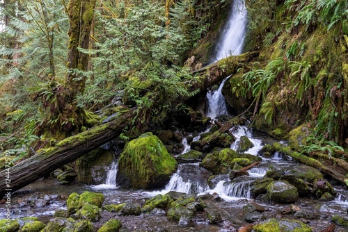 Quinault, Washington State, USA. Merriman Falls in the Quinault Rainforest.