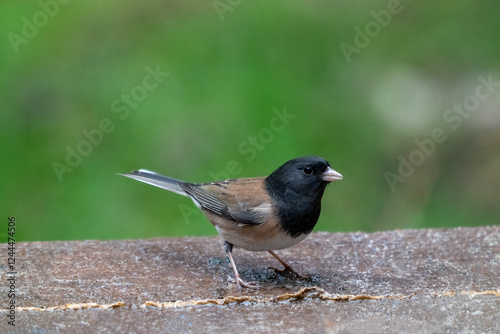 Issaquah, Washington State, USA. Male Dark-eyed Junco on a wooden bench
