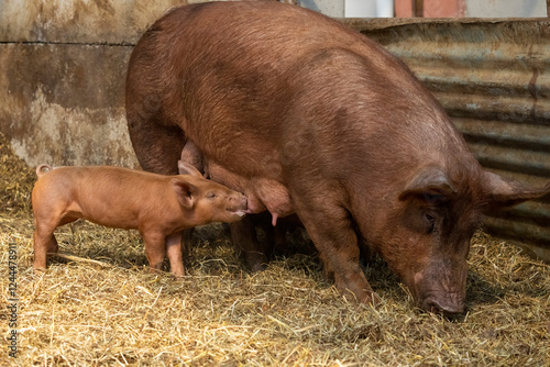 Chimacum, Washington State, USA. Tamworth pig sow standing while nursing her piglets photo