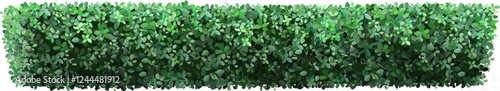 Lush green hedge creating a natural privacy screen, enhancing the tranquility and beauty of any garden or landscape with its vibrant leaves and dense foliage