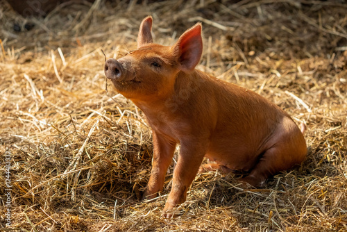 Chimacum, Washington State, USA. One week old Tamworth pig piglet sitting in straw photo