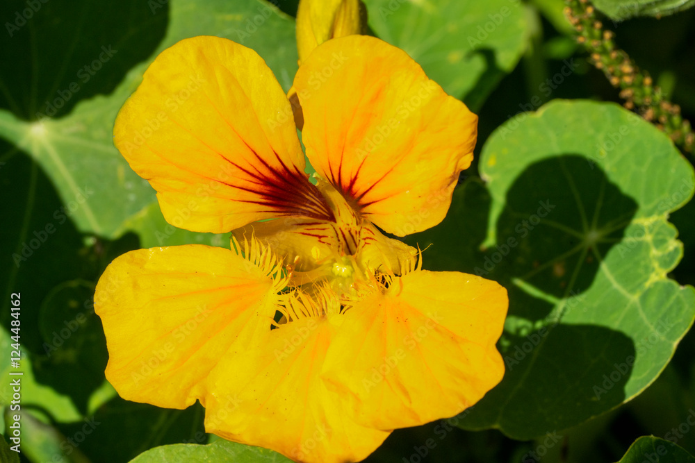 Issaquah, Washington State, USA. Close-up of a nasturtium flower Issaquah, Washington State, USA. Close-up of a nasturtium flower
