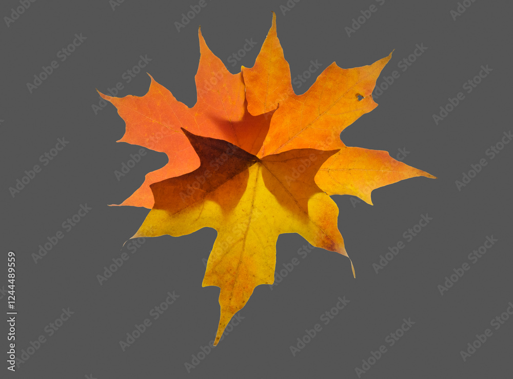 Obraz premium USA, Washington State. Autumn colored maple leaves still-life with gray background