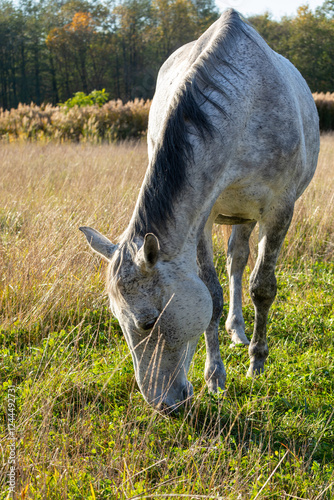 A gray horse grazing in the meadow. Sunny autumn day. photo