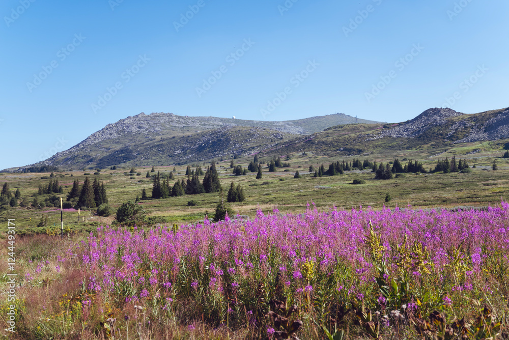 Summer Green Mountain Landscape with pink flowers .Vitosha Mountain ,Bulgaria Summer Green Mountain Landscape with pink flowers .Vitosha Mountain ,Bulgaria
