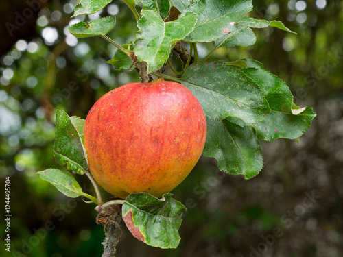 USA, Washington State. Ripe apple hanging on tree limb