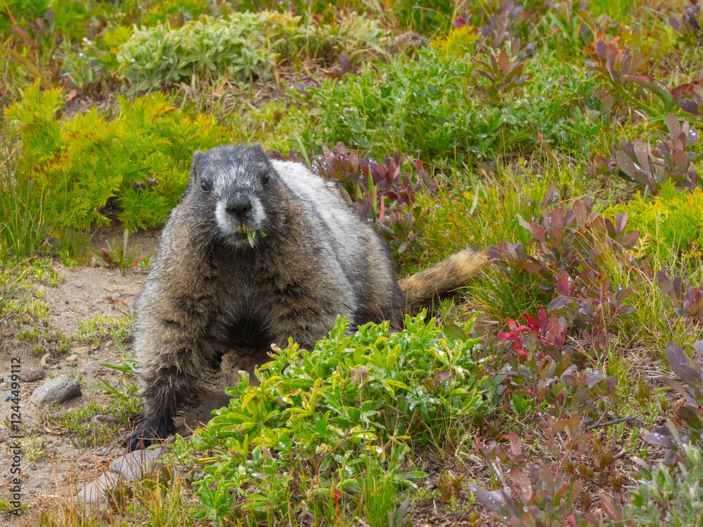Washington State, Mount Rainier National Park. Hoary marmot eating lush green vegetation in alpine meadow