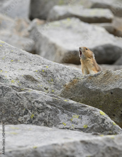 Washington State, Mount Rainier National Park. American pika calling out a shrill danger warning