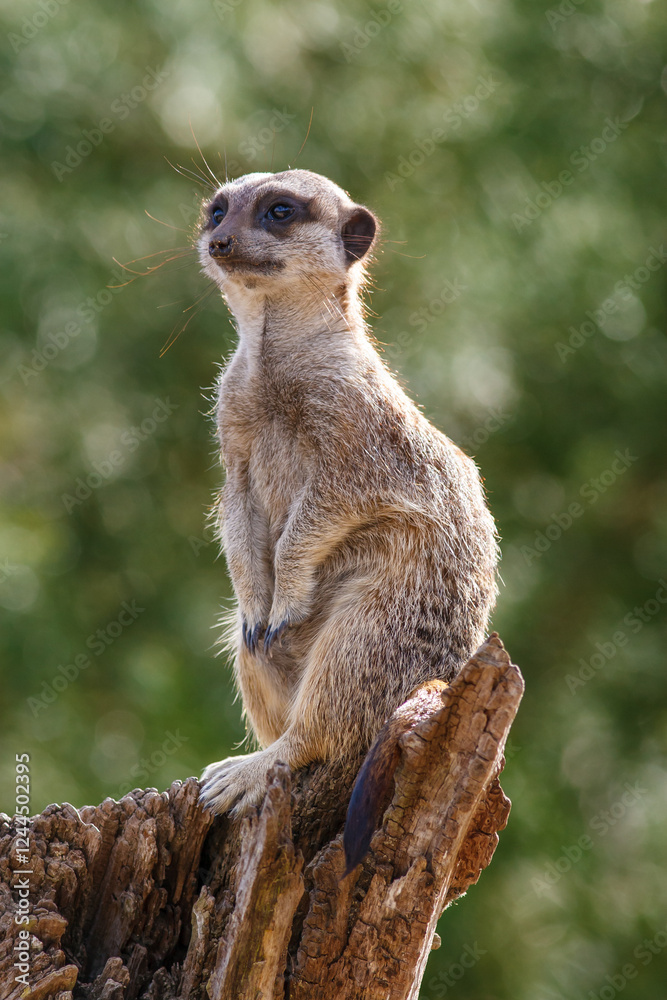Fototapeta premium Meerkat on the lookout