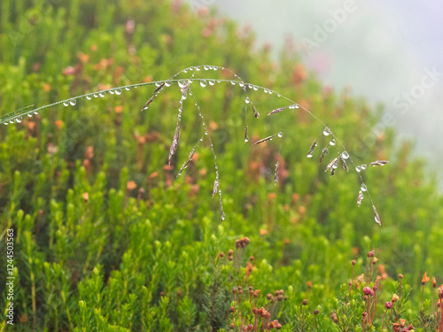 Washington State, Mount Rainier National Park. Dew drops clinging to alpine meadow grass
