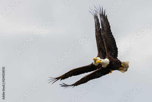 Bald eagle pair flying, Washington State, USA