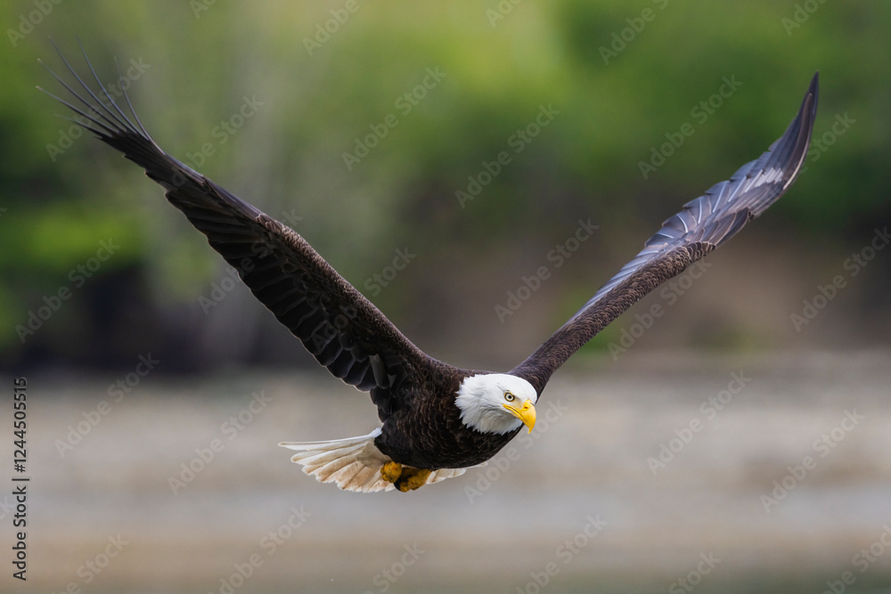 Naklejka premium Bald eagle flyby, in search of a meal, Washington State, USA.