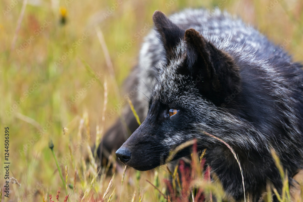 Red fox (Black Phase) close-up portrait, Washington State, USA. Red fox (Black Phase) close-up portrait, Washington State, USA.