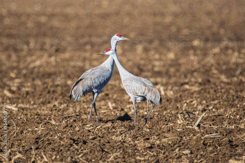 Fototapeta premium Sandhill crane in the fields around Othello, Washington State.