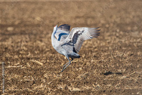 Quadro su tela Sandhill crane in the fields around Othello, Washington State.