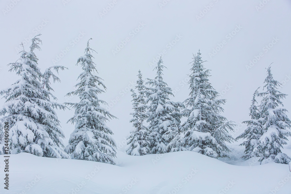 Snowstorm around the Paradise area of Mt. Rainier National Park Snowstorm around the Paradise area of Mt. Rainier National Park