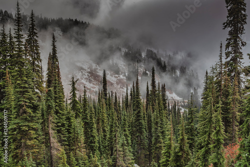 Stevens Canyon Area of Mt. Rainier National Park.