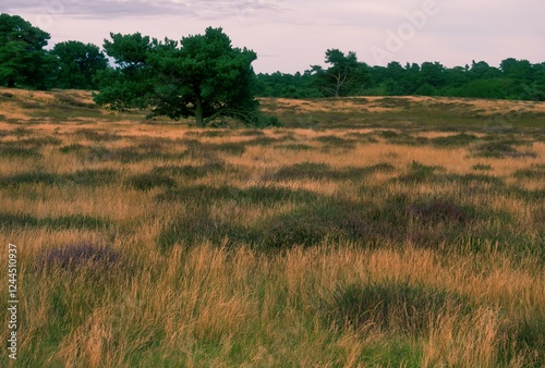 Fotografia a Pine tree in  a heath landscape in autumn, plants have already faded and the g