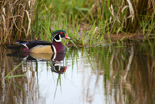 Color stock image of Wood duck drake.