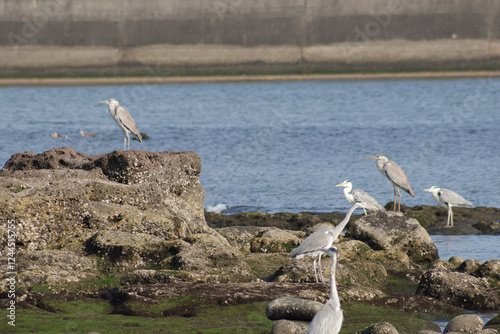 Birds in the Breeze photo