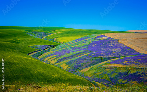Fotografija USA, Washington State, Walla Walla