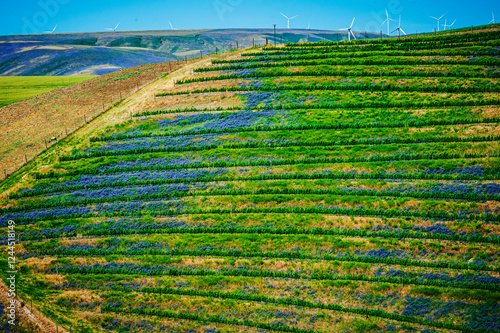 Fotografija USA, Washington State, Walla Walla