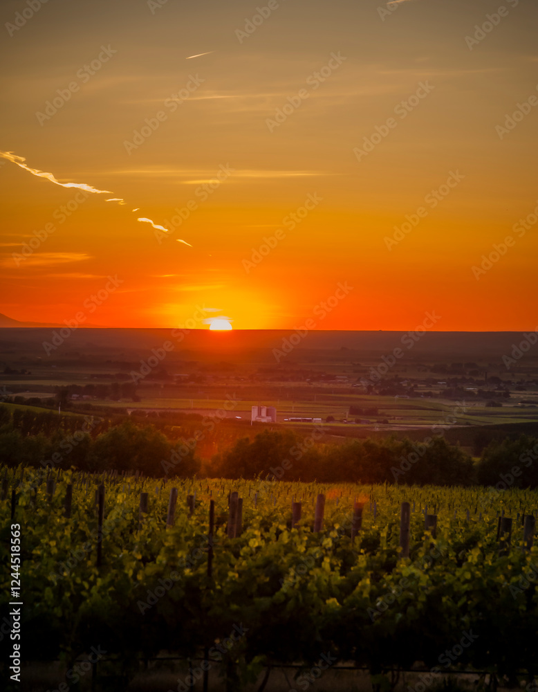USA, Washington State, Walla Walla. Sunset over Southwind vineyard in the Walla Walla AVA.