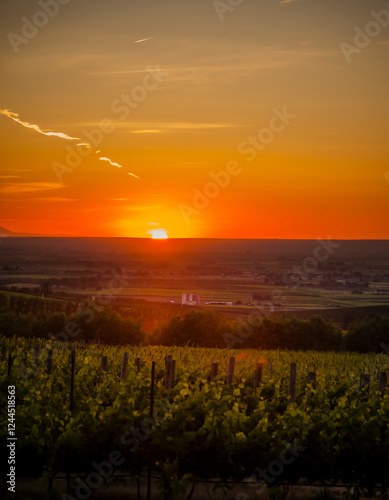 Obraz na płótnie USA, Washington State, Walla Walla. Sunset over Southwind vineyard in the Walla Walla AVA. w salonie