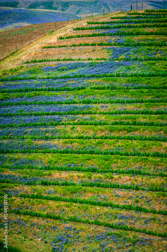 Slika na platnu USA, Washington State, Walla Walla