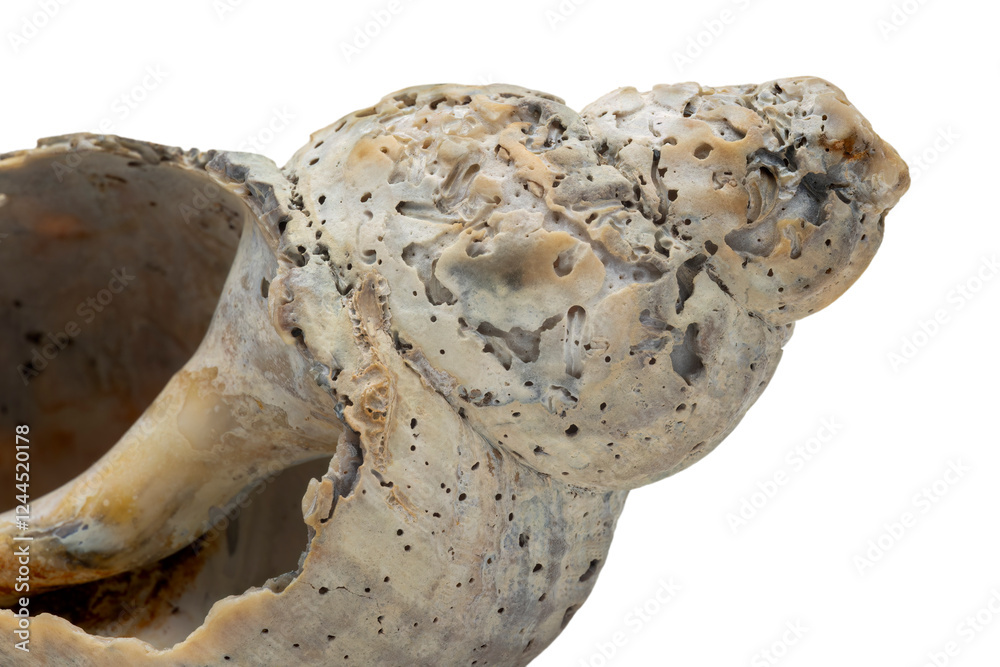 Naklejka premium Beautiful Worn and Weathered Whelk Spiral Seashell Broken and Textured Isolated on White Background