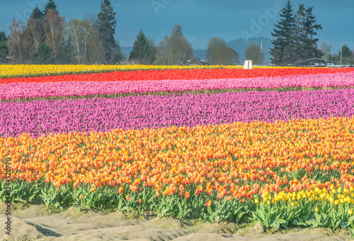 USA, Washington State, Skagit Valley. Tulip fields