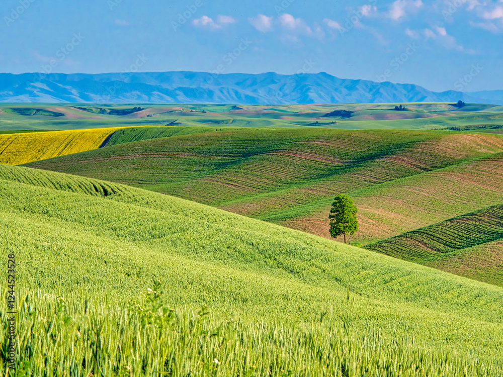 USA, Washington State, Palouse Region. Lone tree in Spring fields of wheat and canola USA, Washington State, Palouse Region. Lone tree in Spring fields of wheat and canola