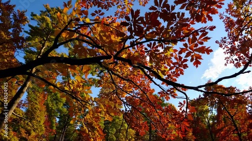 Wallpaper Mural Autumn leaves in vibrant hues of red, orange, and yellow create a mesmerizing display as they gently sway against a clear blue sky in this slow motion sequence Torontodigital.ca