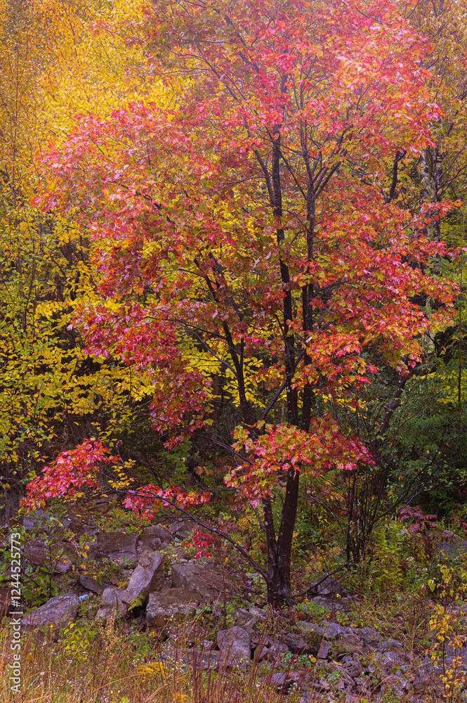 USA, West Virginia, Canaan Valley State Park. Trees in autumn foliage. USA, West Virginia, Canaan Valley State Park. Trees in autumn foliage.