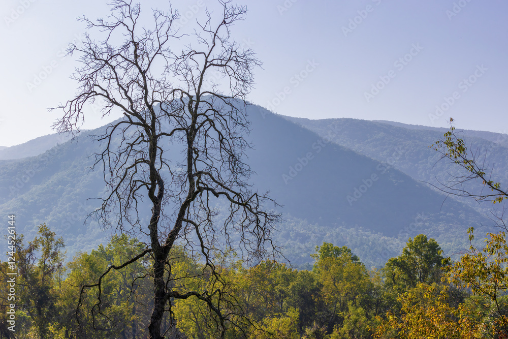 Obraz premium Cades Cove in the Smoky Mountains National Park, Tennessee, USA