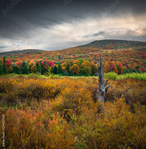 USA, West Virginia, Canaan Valley State Park. Forest and hills in autumn.