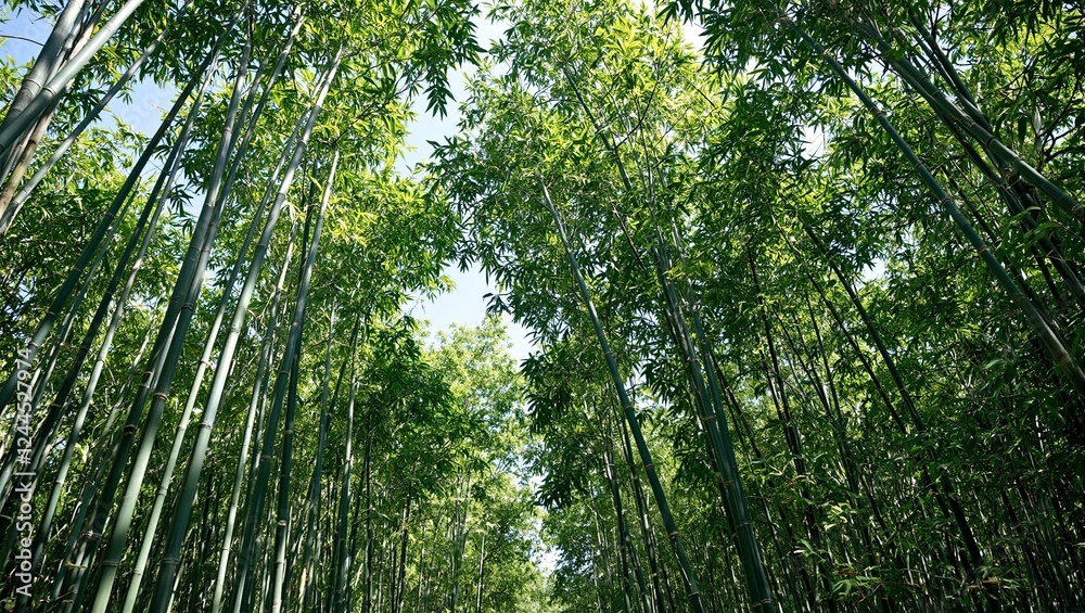 Serene bamboo forest with tall green stalks stretching towards the sky evoking tranquility and a sense of nature Serene bamboo forest with tall green stalks stretching towards the sky evoking tranquility and a sense of nature