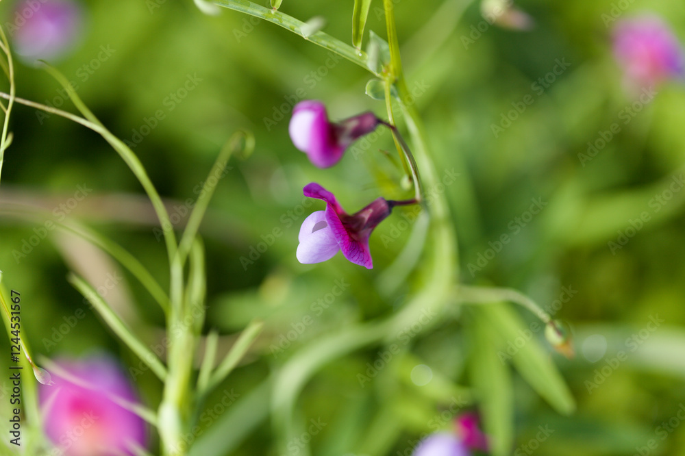 Flora of Gran Canaria - Lathyrus clymenum, Spanish vetchling natural macro floral background Flora of Gran Canaria - Lathyrus clymenum, Spanish vetchling natural macro floral background