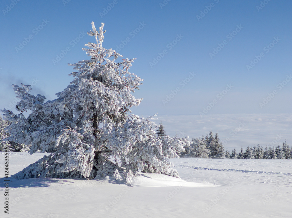 Obraz premium Winter Landscape of Vitosha Mountain, Bulgaria