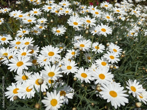 field of daisies