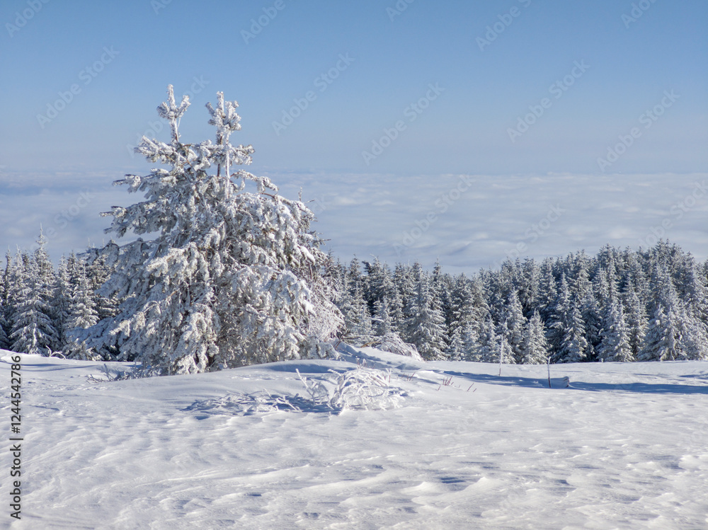Winter Landscape of Vitosha Mountain, Bulgaria Winter Landscape of Vitosha Mountain, Bulgaria